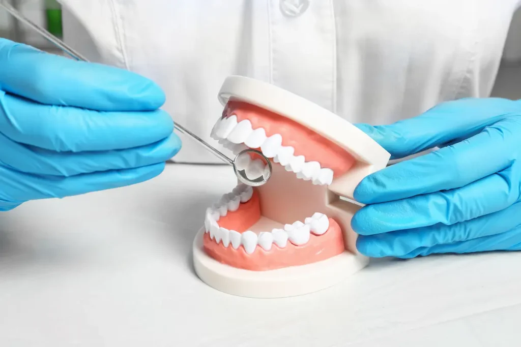 Someone demonstrating with dental teeth